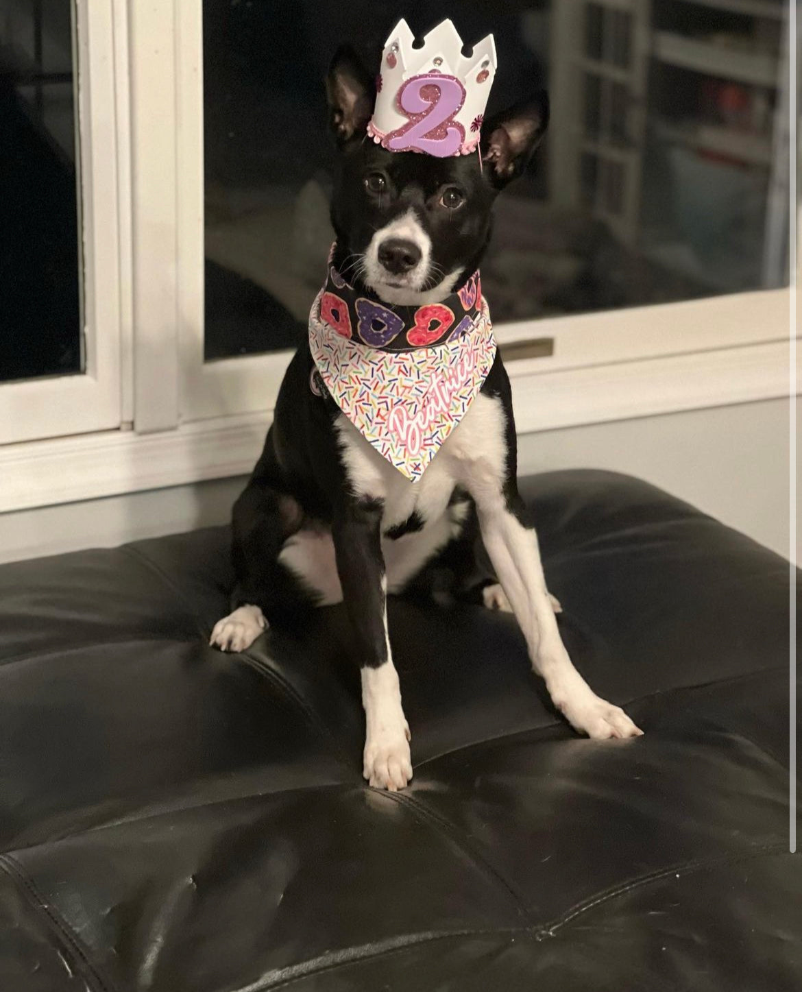 Dog Birthday Bandana & Crown